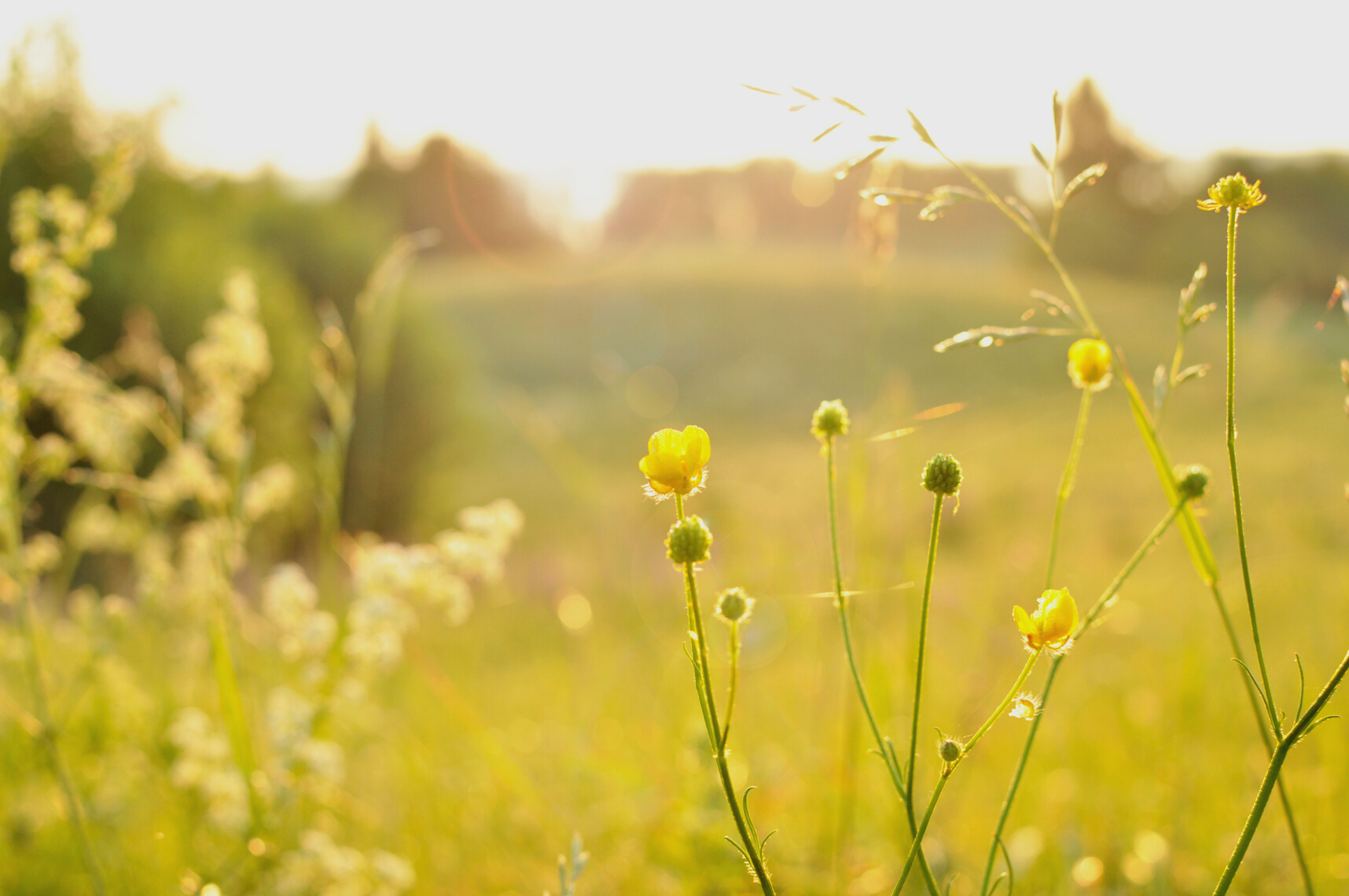 Meadow flowers at dawn